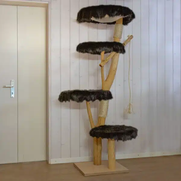 katznebaum kaufen schweiz